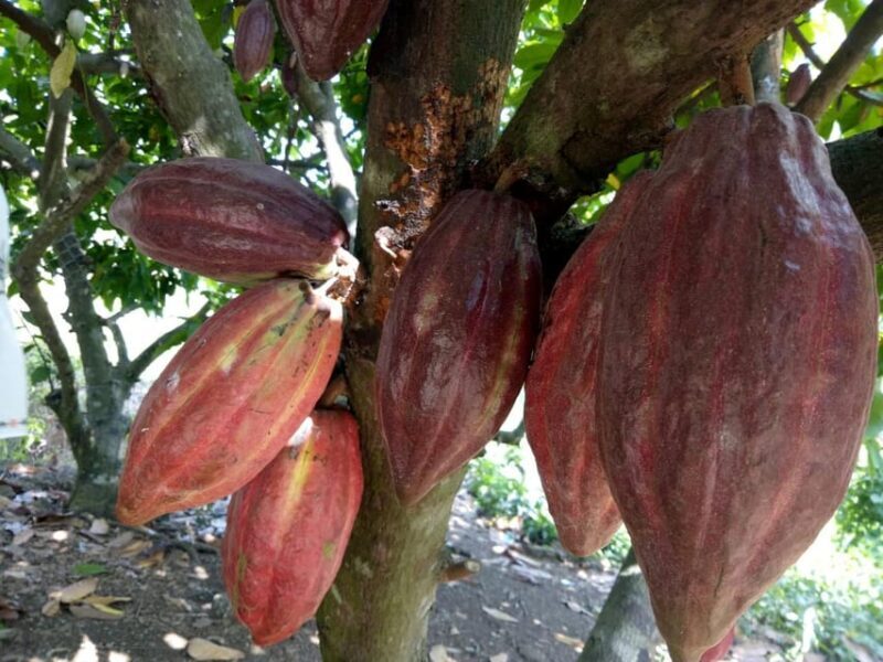 Full Day Experience to Farm and Chocolate - An In-Depth Look at the Full Day of Chocolate Fun