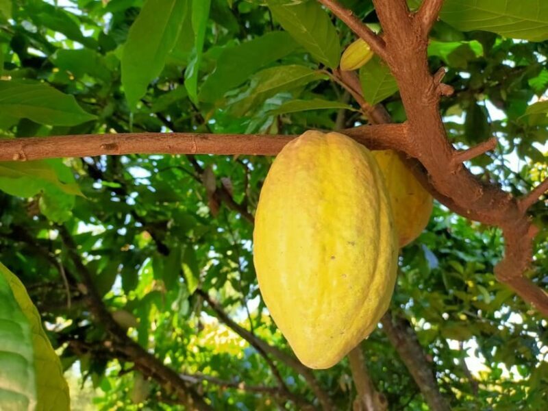 Full Day Experience to Farm and Chocolate - Who Should Consider This Tour?