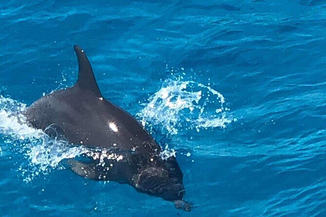 Full-Day Experience with Dolphins and Snorkeling in Red Sea - Introduction