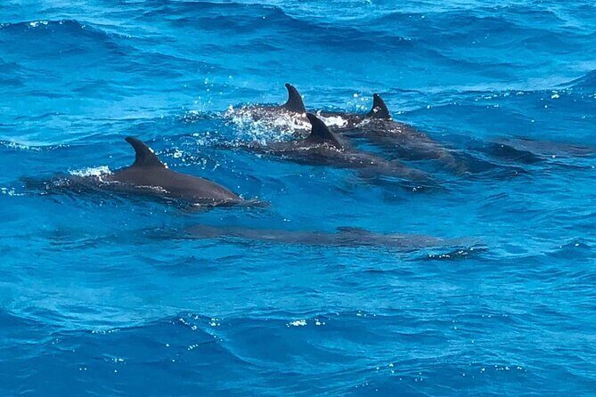 Full-Day Experience with Dolphins and Snorkeling in Red Sea - What to Expect on the Tour