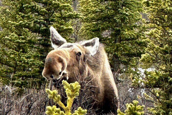 Full Day: Fairbanks to Denali Winter Adventure & SHERP Tour - Who Should Book This Tour?