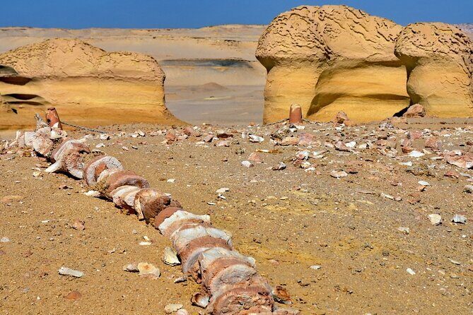 Full Day Fayoum Oasis and Waterfalls of Wadi El-Rayan - Key Points
