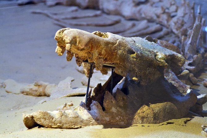 Full-Day Fayoum Oasis Private Tour from Cairo or Giza - The Practical Side: What’s Included and What to Know