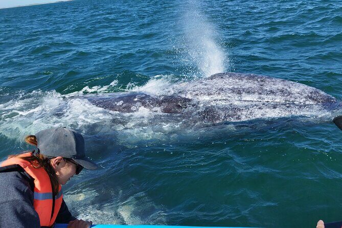 Full Day Gray Whale Watching Experience - Key Points