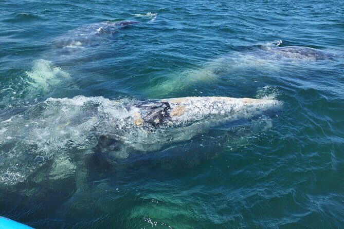 Full Day Gray Whale Watching Experience - The Itinerary: What to Expect from Dawn to Dusk