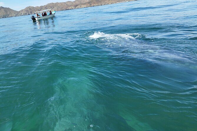 Full Day Gray Whale Watching Experience - Frequently Asked Questions (FAQs)