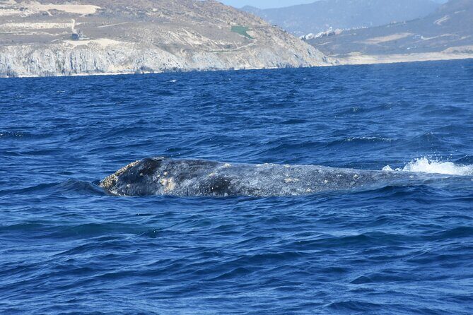 Full-Day Gray Whale Watching tour from Cabo to Mag Bay - An In-Depth Look at the Full-Day Cabo to Mag Bay Whale Tour