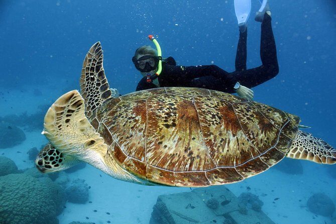 Full-Day Great Barrier Reef Snorkeling from Hamilton Island - The Itinerary: What to Expect on Your Reef Day