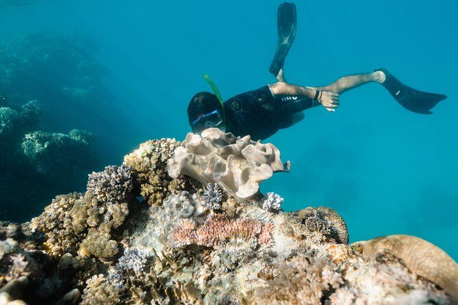 Full-Day Great Barrier Reef Snorkeling from Hamilton Island - Practicalities and Tips for Your Day