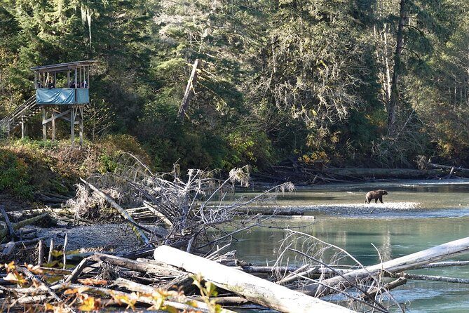 Full Day Grizzly Bear Tour to Bute Inlet - An In-Depth Look at the Bute Inlet Grizzly Bear Tour