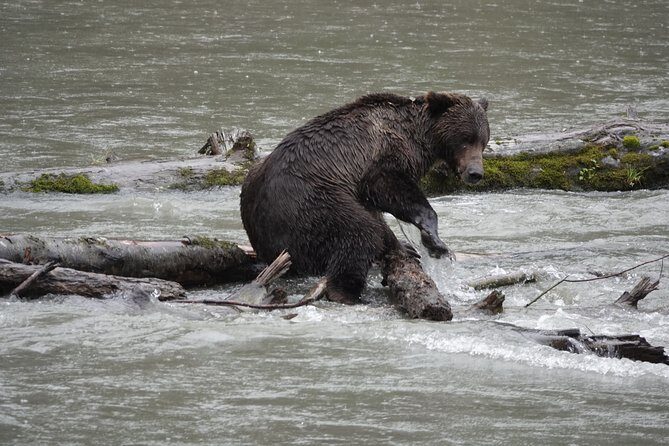 Full Day Grizzly Bear Tour to Toba Inlet - An Authentic Look at the Full Day Grizzly Bear Tour to Toba Inlet
