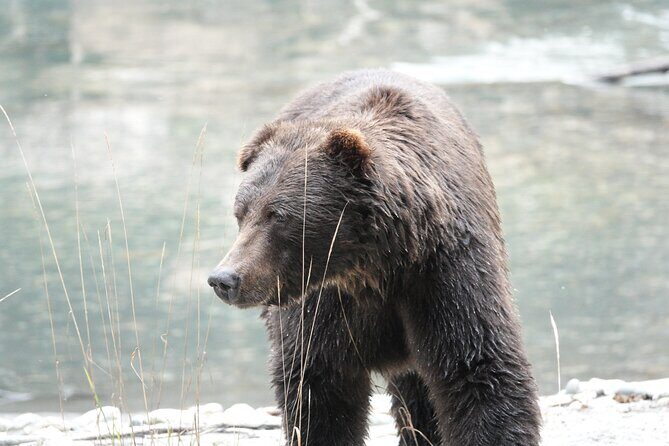 Full Day Grizzly Bear Tour to Toba Inlet - Pricing and Value