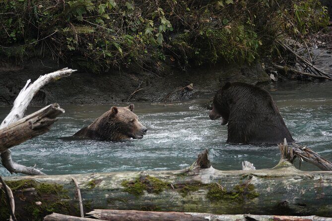 Full Day Grizzly Bear Tour to Toba Inlet - FAQ