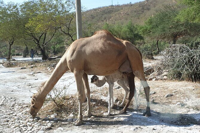 Full Day Guided Salalah a Combination of East and West tour - A Closer Look at the Itinerary