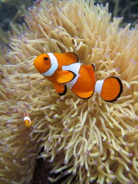 Full-Day Guided Snorkeling Tour from Kota Kinabalu - Key Points
