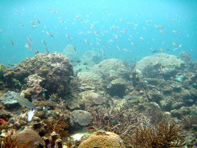 Full-Day Guided Snorkeling Tour from Kota Kinabalu - FAQs