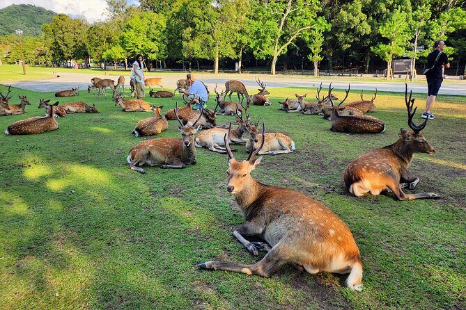 Full Day Guided Tour to Nara from Osaka by Van - Who Is This Tour Best For?