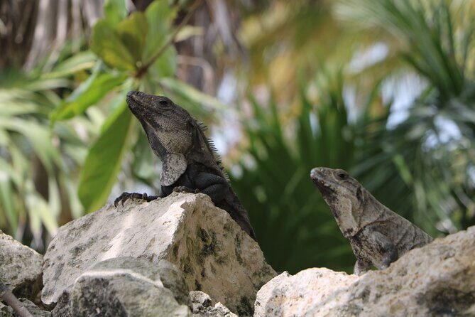 Full Day Guided Tour to Sian Ka'an (short way) - Who Will Love This Tour?