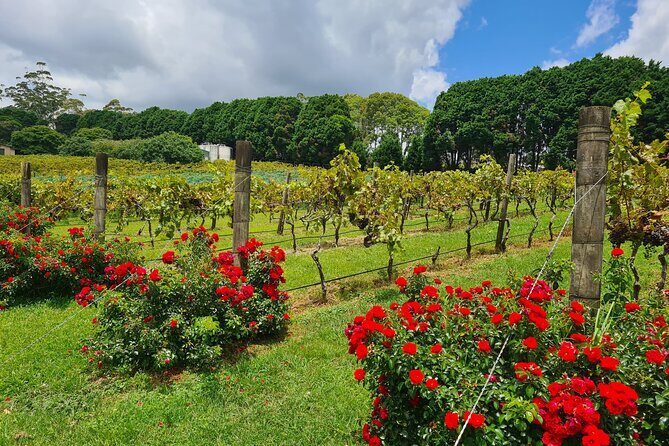 Full-Day Guided Wine Tour in Mt Tamborine From Gold Coast - Introduction: A Taste of Mt Tamborine for Curious Travelers