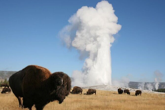 Full-Day Guided Yellowstone Day Tour - An Extensive Review of the Yellowstone Full-Day Tour