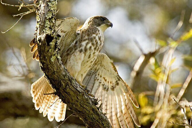 Full-Day Hakalau Forest Reserve Bird Watching Adventure - Key Points