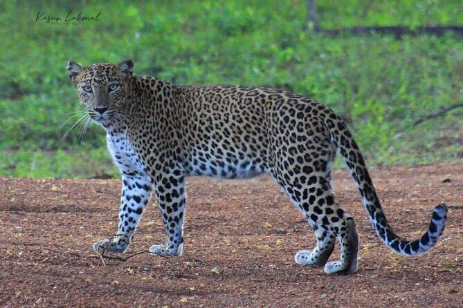 Full day / Half Day WildlifeAdventure in Yala-National-Park - An Impressive Introduction to Yala’s Wildlife