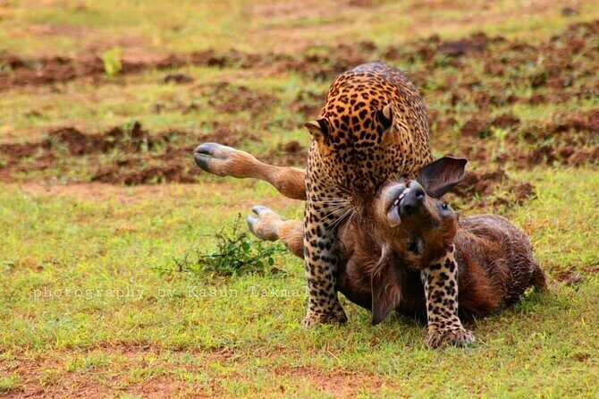 Full day / Half Day WildlifeAdventure in Yala-National-Park - Insights from Travelers’ Reviews