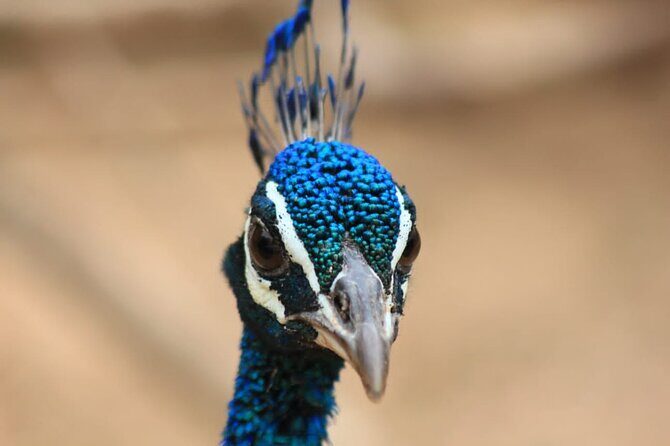 Full day / Half Day WildlifeAdventure in Yala-National-Park - Who Will Love This Safari?
