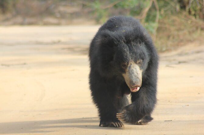 Full day / Half Day WildlifeAdventure in Yala-National-Park - FAQ