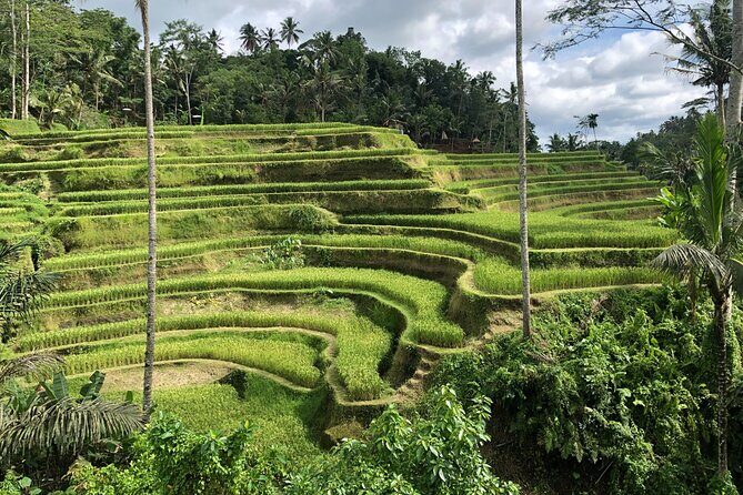 Full-Day Highlights and Best of Ubud Village - Exploring the Ubud Highlights: What to Expect