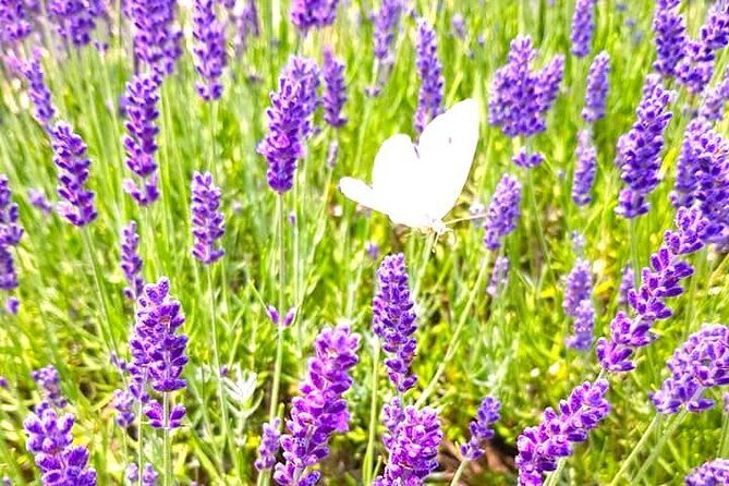 Full-Day Highlights of Prince Edward County Private Tour - FAQ