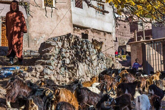 Full Day hike From Marrakech to atlas mountains with Berbers - Key Points