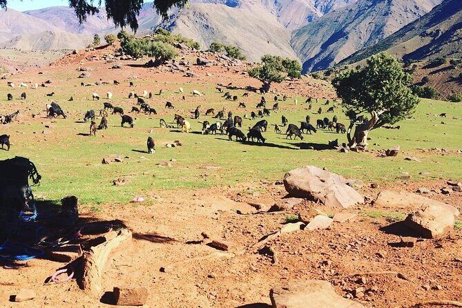 Full Day hike From Marrakech to atlas mountains with Berbers - Final Thoughts