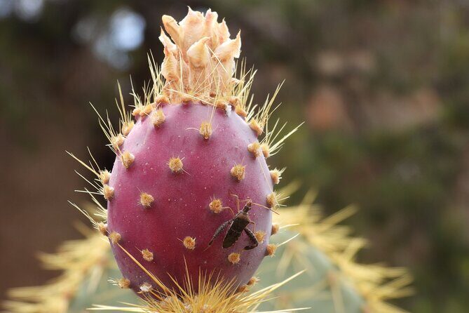 Full Day Hike in Joshua Tree National Park - FAQs