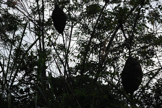 Full day hiking in Jungle of Cat Ba National park - Key Points