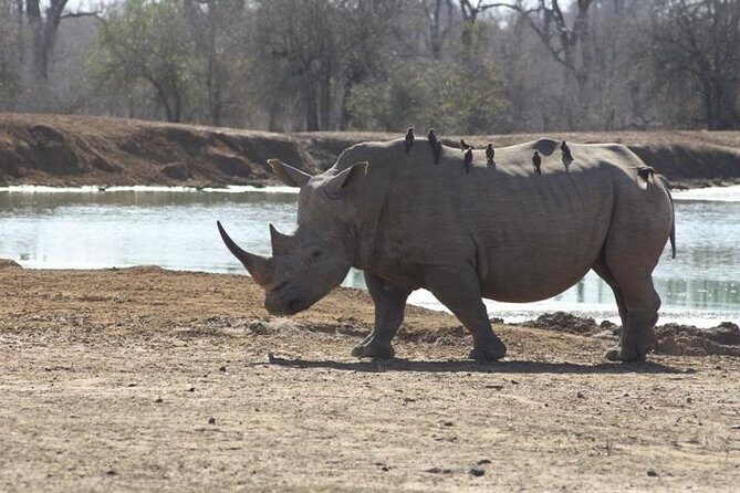Full-Day Hlane Royal National Park Safari from Manzini - Full-Day Hlane Royal National Park Safari from Manzini: An Authentic Wildlife Experience