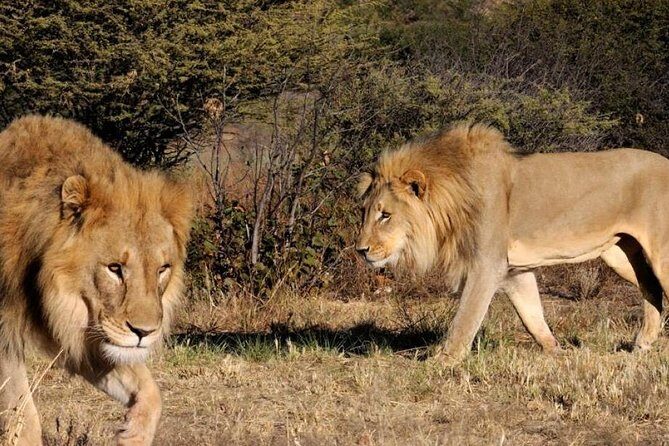 Full day - Hluhluwe Imfolozi Game Reserve 1 Day Tour From Durban - The Itinerary: What to Expect