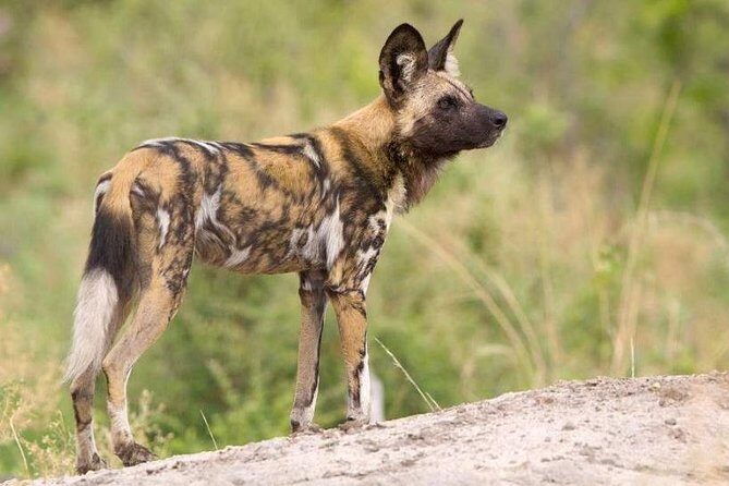 Full day - Hluhluwe Imfolozi Game Reserve 1 Day Tour From Durban - Who Will Love This Tour?
