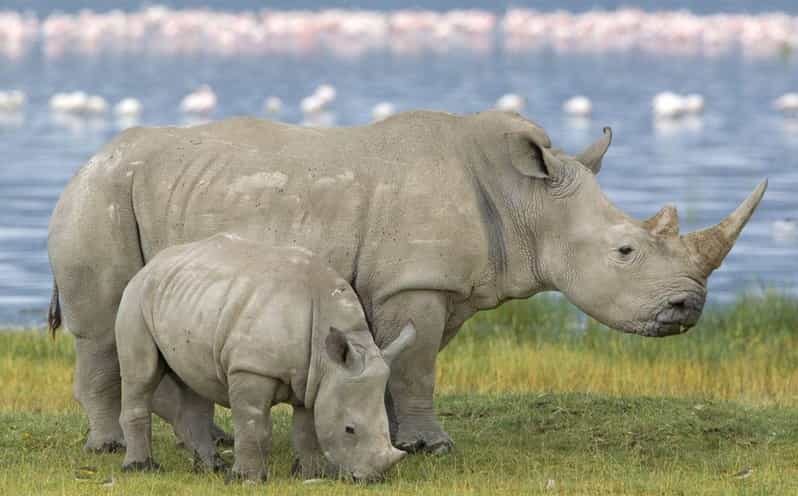 Full Day Hluhluwe Imfolozi Game Reserve Tour from Durban - The Value of This Tour