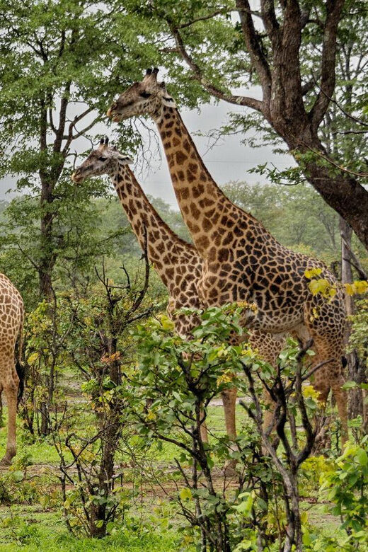 Full Day Hluhluwe Imfolozi Game Reserve Tour from Durban - Final Thoughts