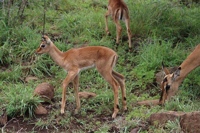 Full-day Hluhluwe-iMfolozi Park Big 5 Safari Experience - Key Points