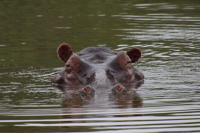 Full-day Hluhluwe-iMfolozi Park Big 5 Safari Experience - Why This Safari Offers Good Value
