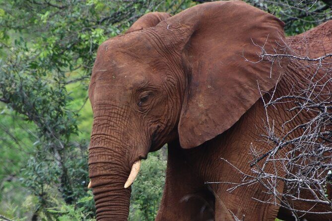 Full-day Hluhluwe-iMfolozi Park Big 5 Safari Experience - Frequently Asked Questions