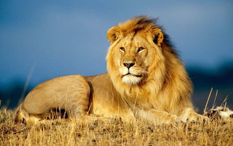 Full Day Hluhluwe-Umfolozi Park Safari Tour from Durban - Key Points