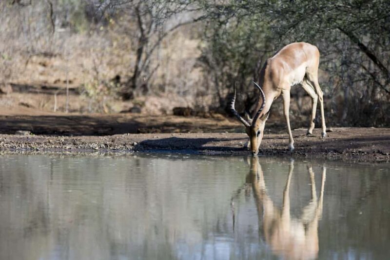 Full Day Hluhluwe-Umfolozi Park Safari Tour from Durban - Starting with the Drive: From Durban to Africa’s Oldest Reserve