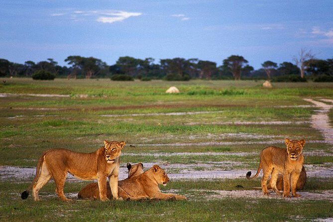 Full Day Hwange Day Trip - Exploring the Full Day Hwange Safari: An Authentic Zimbabwean Wildlife Experience