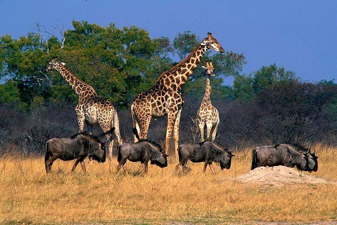 Full Day Hwange Day Trip - An In-Depth Look at the Hwange Day Trip