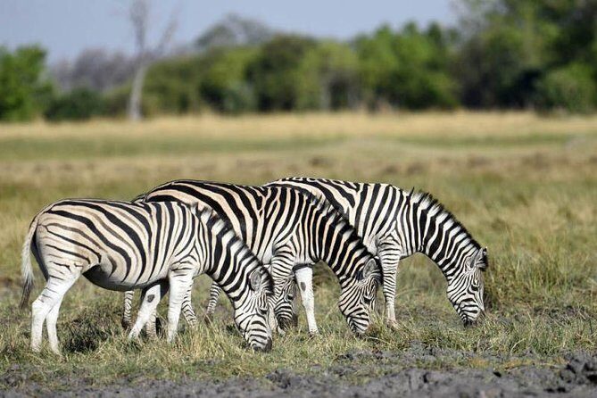 Full-Day Hwange National Park Tour from Victoria Falls - The Real Experience: What Travelers Say