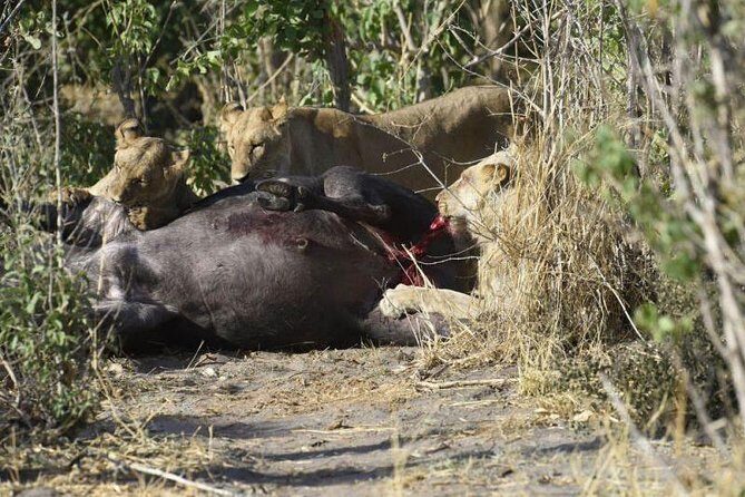 Full-Day Hwange National Park Tour from Victoria Falls - Who Should Consider This Tour?