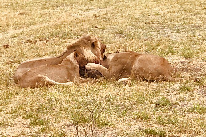 Full-Day Hwange National Park Tour from Victoria Falls - Final Thoughts
